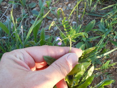 Astragalus leptocarpus