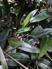 Pleurothallis restrepioides