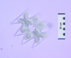 Micrasterias pinnatifida