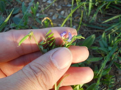 Astragalus leptocarpus