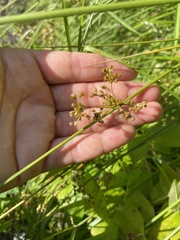Juncus pylaei