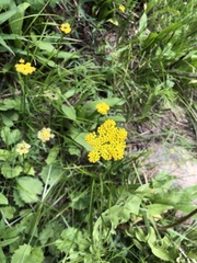 Pseudocymopterus