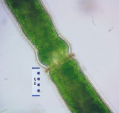 Pleurotaenium maximum