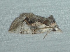 Gallaba eugraphes