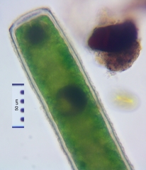 Pleurotaenium maximum