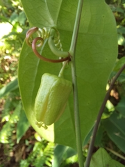Passiflora megacoriacea