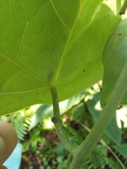 Passiflora megacoriacea