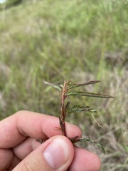 Aeschynomene sensitiva