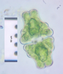 Euastrum sinuosum