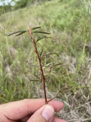 Aeschynomene sensitiva