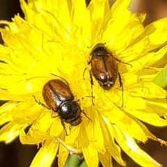 Chasmatopterus