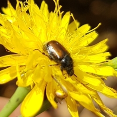 Chasmatopterus