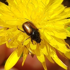 Chasmatopterus