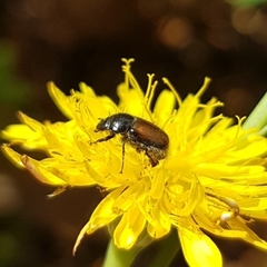 Chasmatopterus