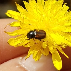 Chasmatopterus