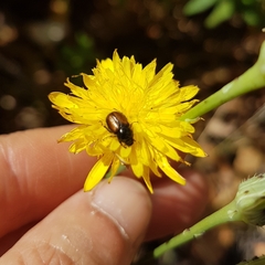 Chasmatopterus