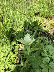 Castilleja septentrionalis