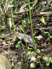 Daphnopsis caracasana