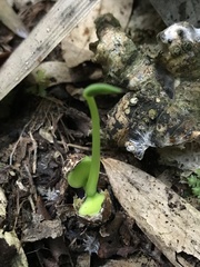 Daphnopsis caracasana