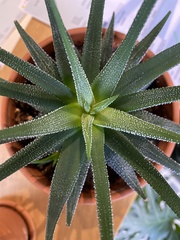 Asphodeloideae