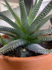 Asphodeloideae