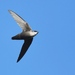 Chimney Swift - Photo no rights reserved, uploaded by Chrissy McClarren and Andy Reago