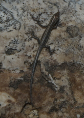 Cryptoblepharus novocaledonicus