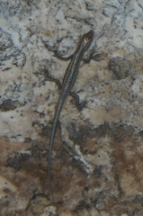 Cryptoblepharus novocaledonicus