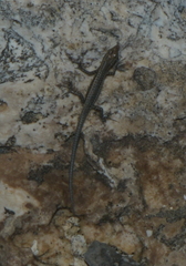 Cryptoblepharus novocaledonicus