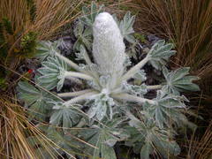 Lupinus alopecuroides