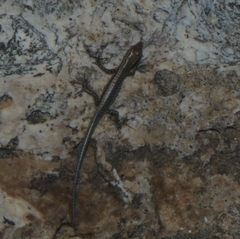 Cryptoblepharus novocaledonicus