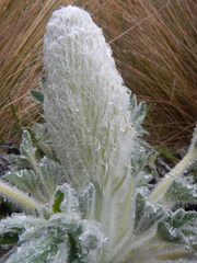 Lupinus alopecuroides