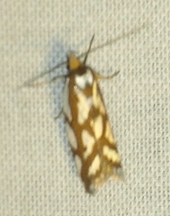 Myrascia bracteatella