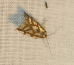 Myrascia bracteatella