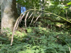 Bromus vulgaris