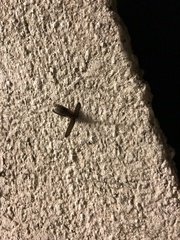Lampyris noctiluca