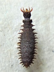 Enigmahydrus larvalis