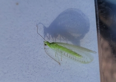 Meleoma signoretti