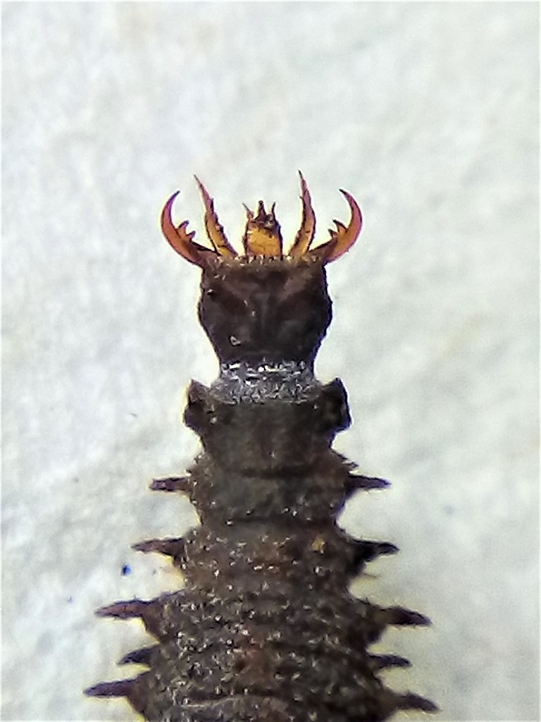 Enigmahydrus larvalis