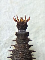 Enigmahydrus larvalis