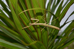 Tenodera costalis