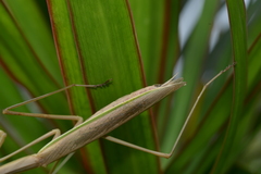 Tenodera costalis