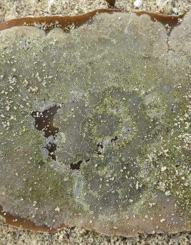 photo of Kelp Lace Bryozoan (Membranipora membranacea)