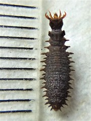 Enigmahydrus larvalis