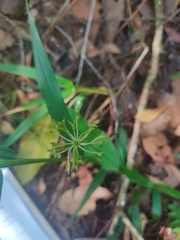 Malaxis brachyrrhynchos