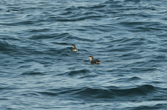 Synthliboramphus scrippsi