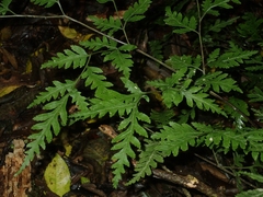 Pteris macilenta