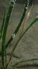 Stigmatopora nigra