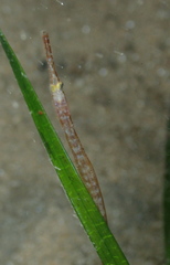 Stigmatopora nigra