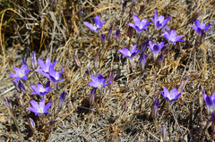 Brodiaea jolonensis
